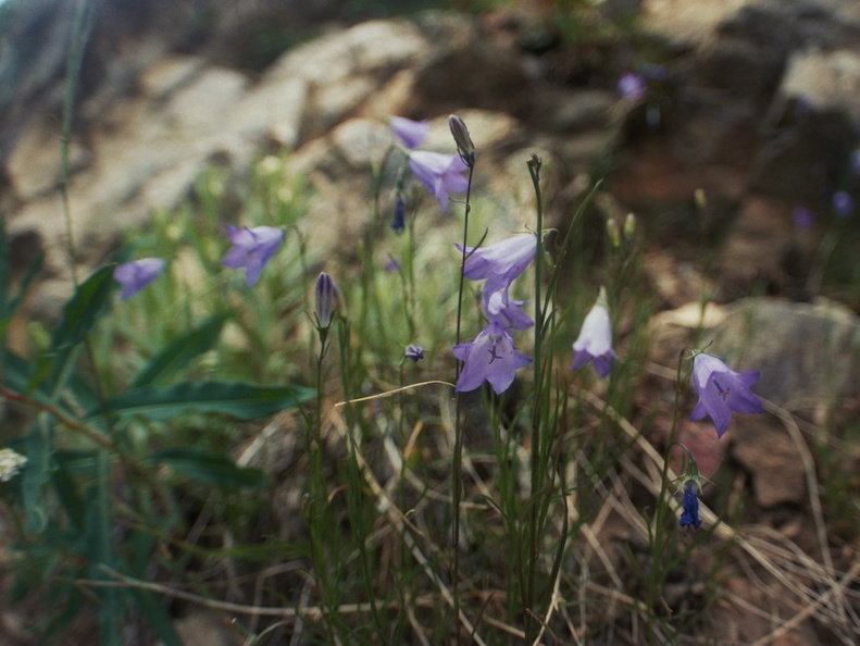 Baker Gulch Trail